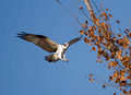 Ospreys