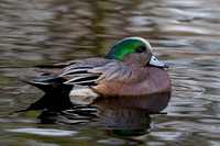American Widgeon Drake