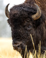 Lisa Bison Images