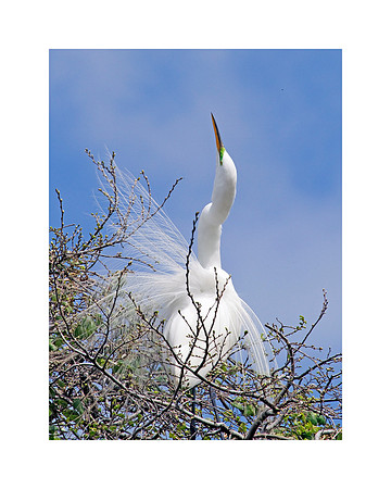 Great Egret Displaying