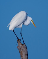 Great Egret