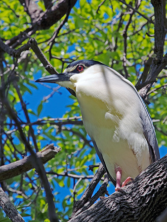 Black Capped Night Heron