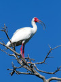 White Ibis