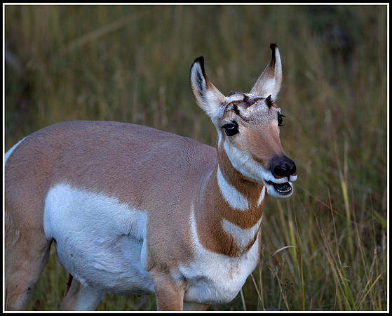 Pronghorn Antelope Doe - Lamar Valley