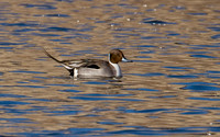 Pintail Drake