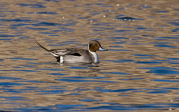 Pintail Drake