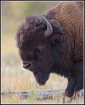 Bison Bull - Lamar Valley