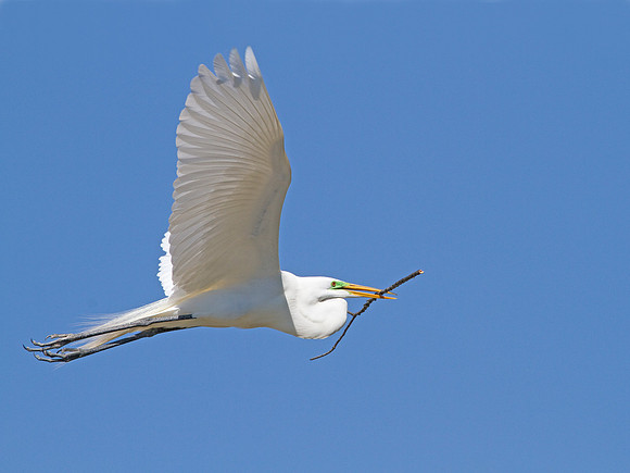 Great Egret