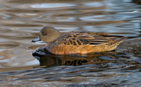 American Widgeon Hen