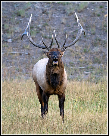 Bull Elk - Madison River