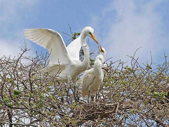 Great Egret