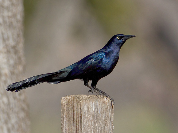 Male Grackle