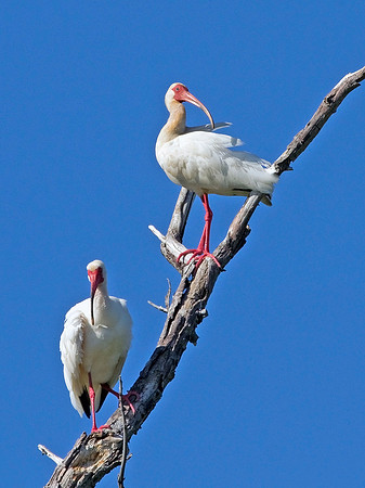 White Ibis