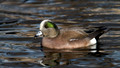 American Widgeon