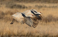 Bosque del Apache Wildlife Refuge
