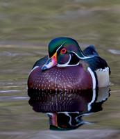 Wood Duck Drake