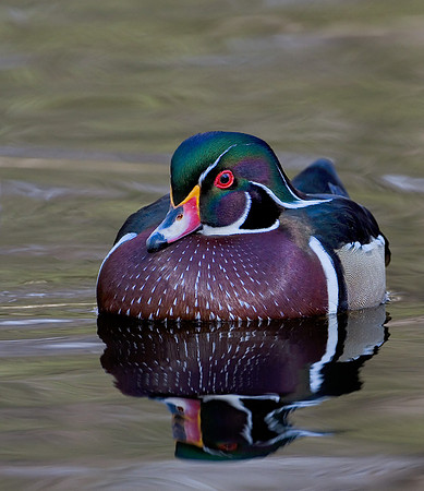 Wood Duck Drake