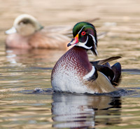 Wood Duck Drake