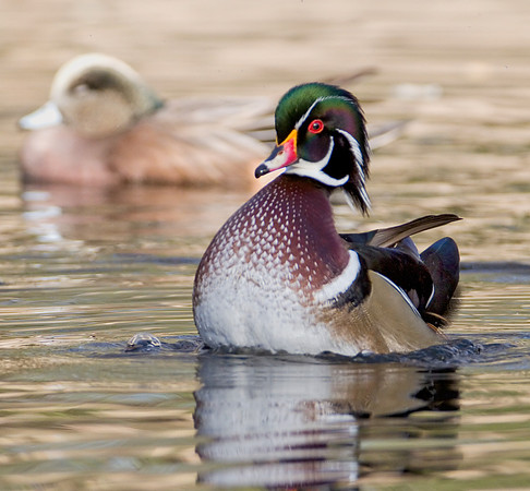 Wood Duck Drake