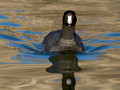 Coots
