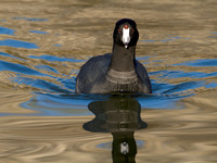 American Coot