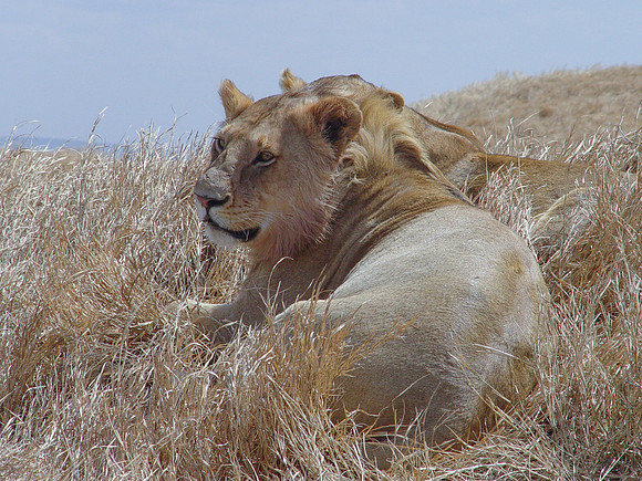 Lions in the Serengetti