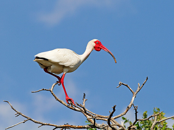White Ibis