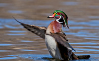 Wood Duck Drake