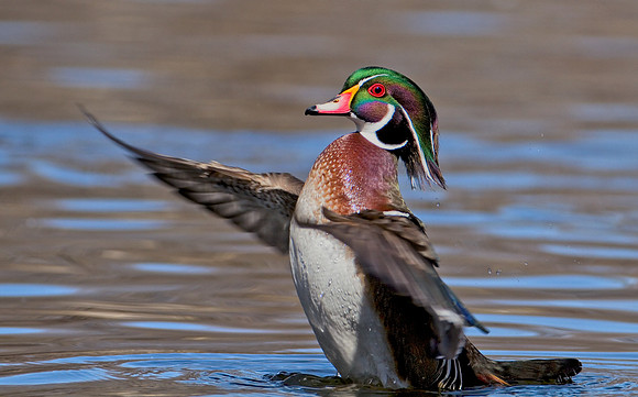 Wood Duck Drake