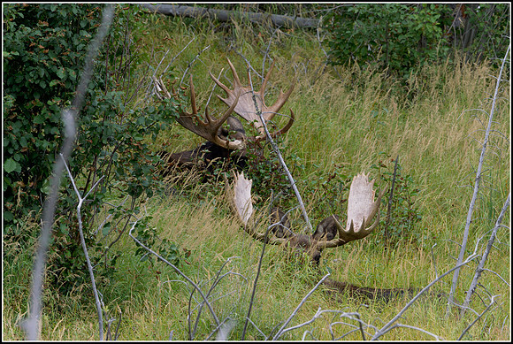Bedded Bull Moose - Tower
