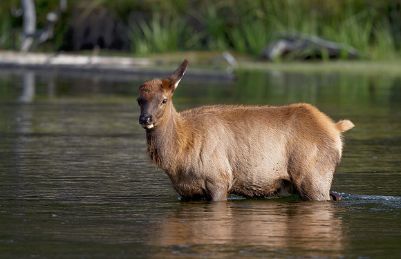Elk calf in Yellowstone's Madison River