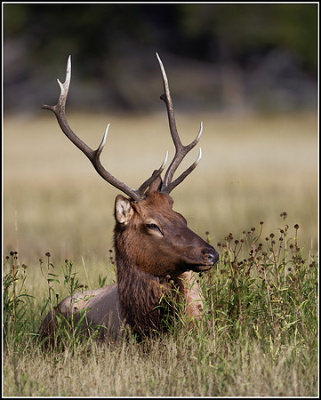Bull Elk - Madison River