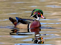 Wood Duck Drake