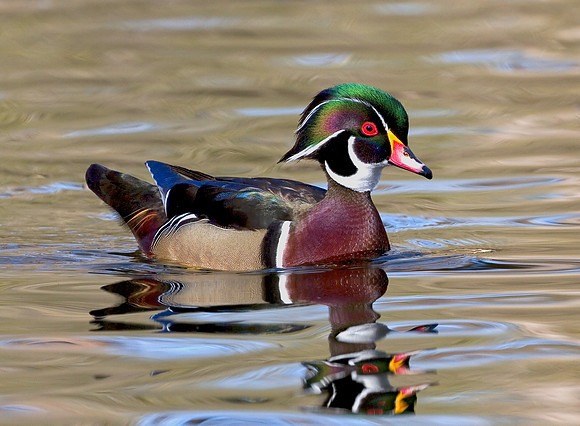 Wood Duck Drake