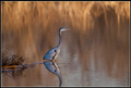 Great Blue Herons