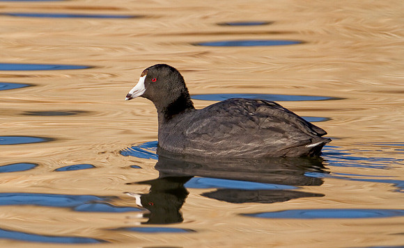 American Coot