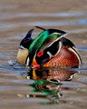 Wood Ducks