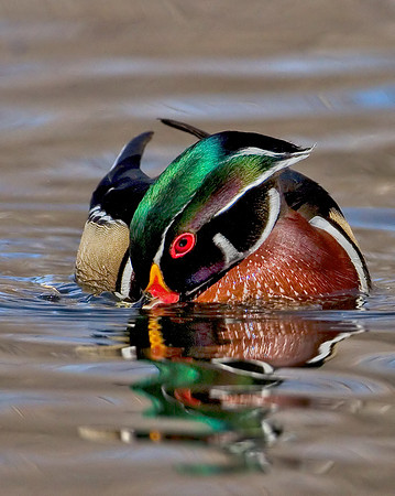 Wood Duck Drake