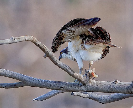 Juvenile Osprey along Yellowstone's Madison River