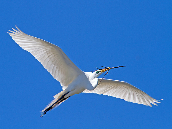 Great Egret