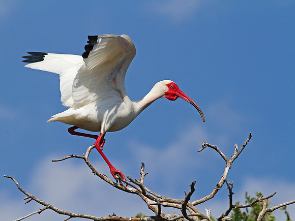 White Ibis