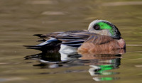 American Widgeon Drake