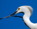 Snowy Egrets