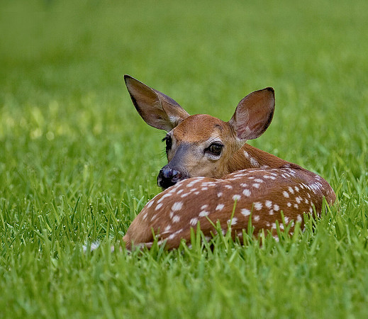 Whitetail fawn at the Fort Worth Nature Center