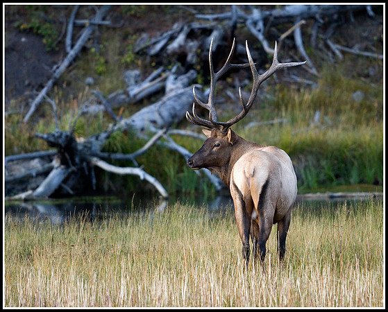 Bull Elk - Madison River