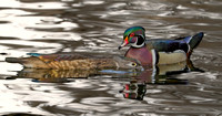 Wood Duck Pair - Mating Ritual