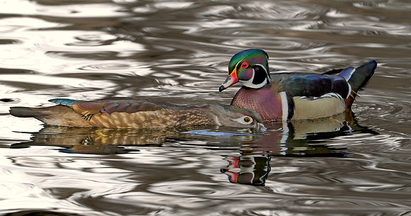 Wood Duck Pair - Mating Ritual