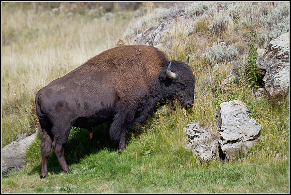 Bison - Hayden Valley