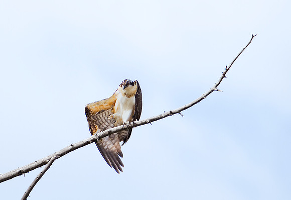Osprey