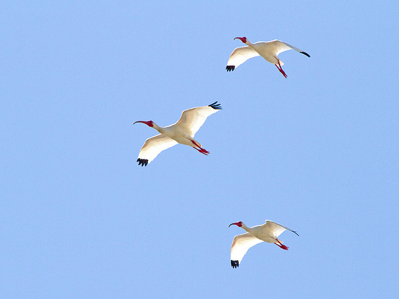 Adult White Ibis